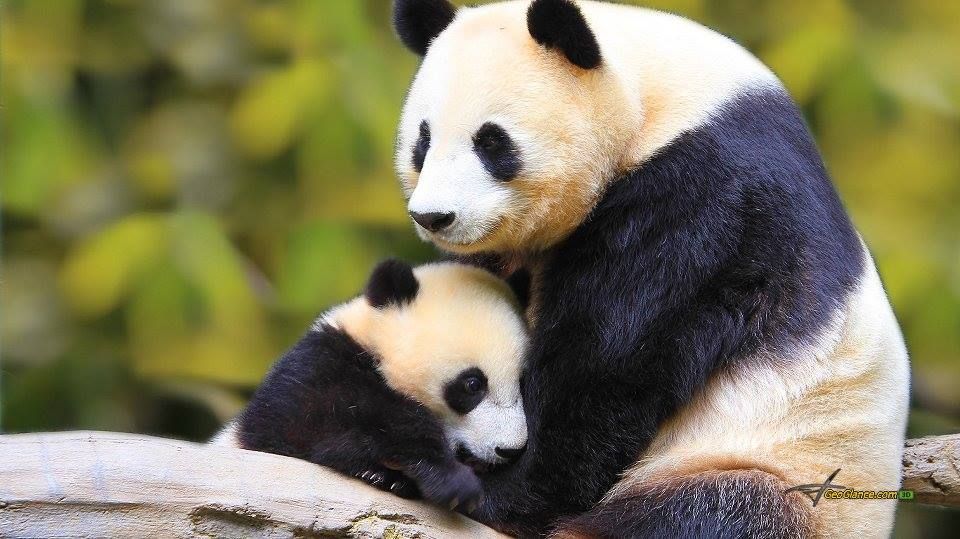 Quem nunca quis abraçar um Urso Panda?